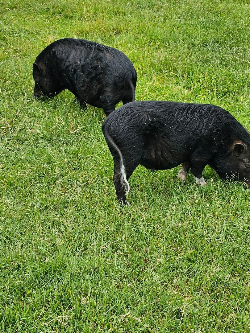 Timon (black with white feet) Pumba (all black), a Adoptable Pig in Chrisney, IN image 2/10