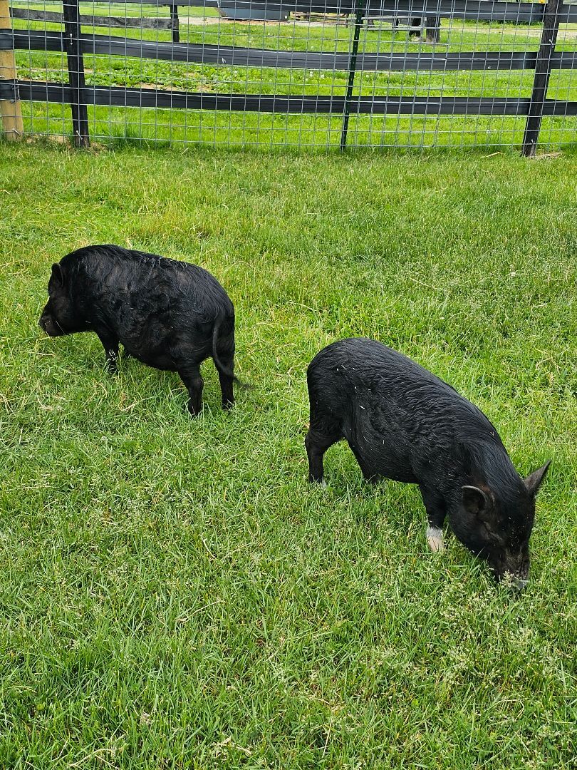 Timon (black with white feet) Pumba (all black), a Adoptable Pig in Chrisney, IN image 3/10