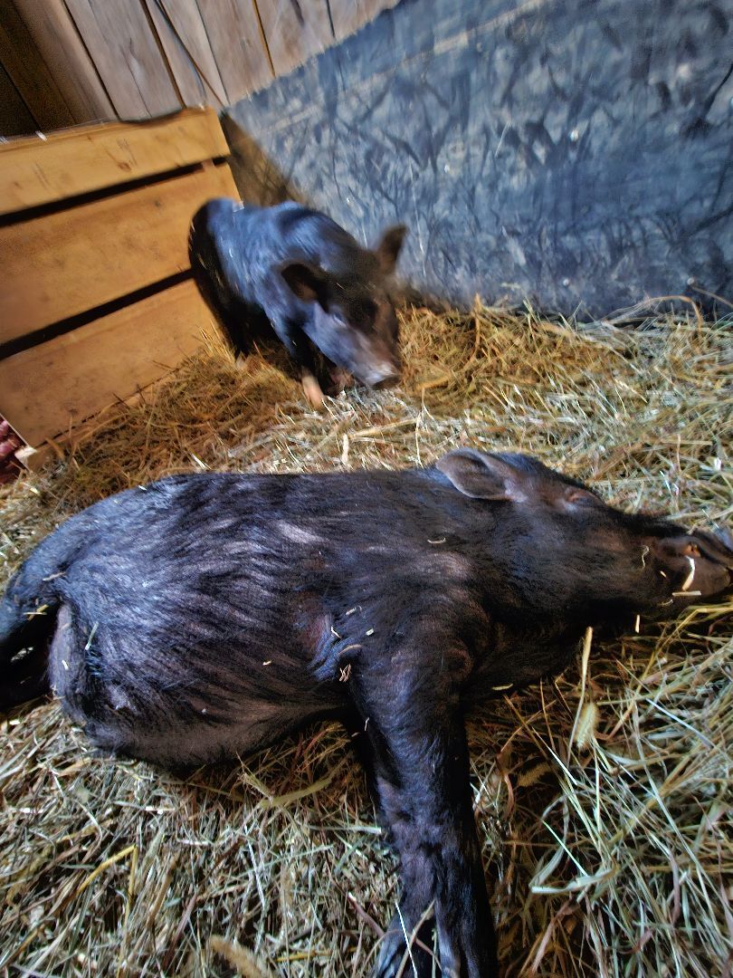 Timon (black with white feet) Pumba (all black), a Adoptable Pig in Chrisney, IN image 4/10