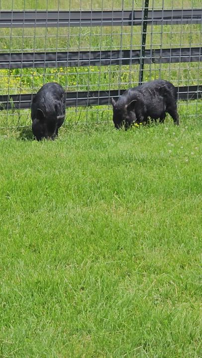 Enlarge Timon (black with white feet) Pumba (all black), a Adoptable Pig in Chrisney, IN video 9/10