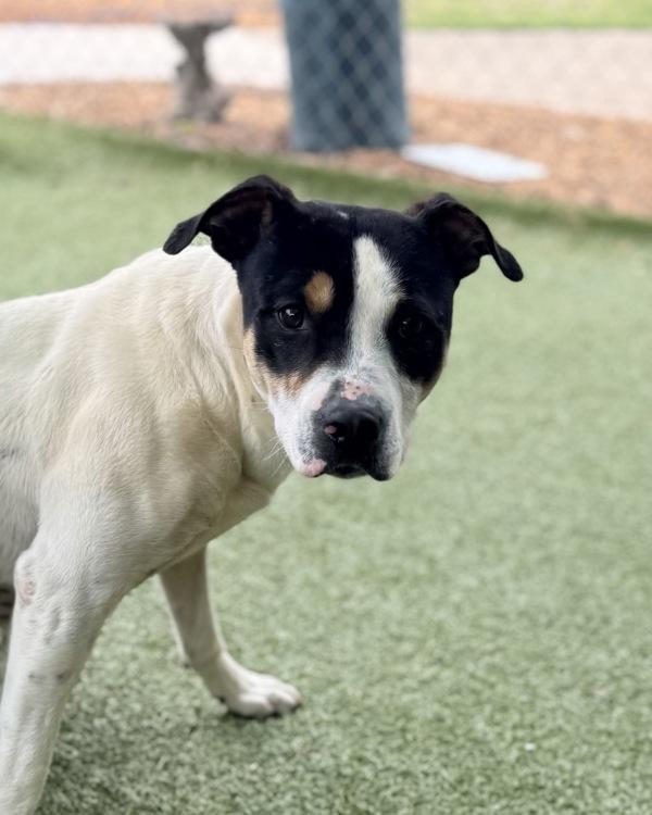 Enlarge Jarjar Barks, a Adoptable mixed breed in Canton, GA image 1/1