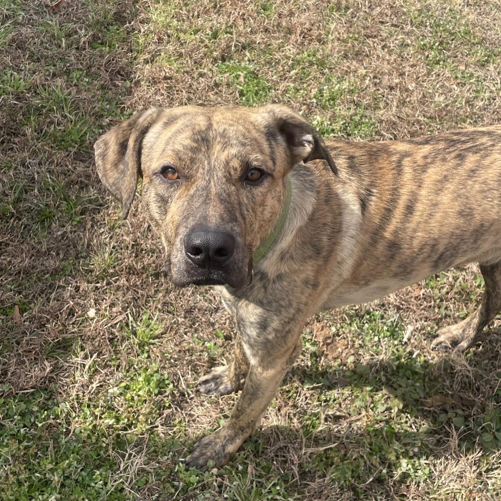 Enlarge Travis, a Adoptable mixed breed in Brenham, TX image 2/6