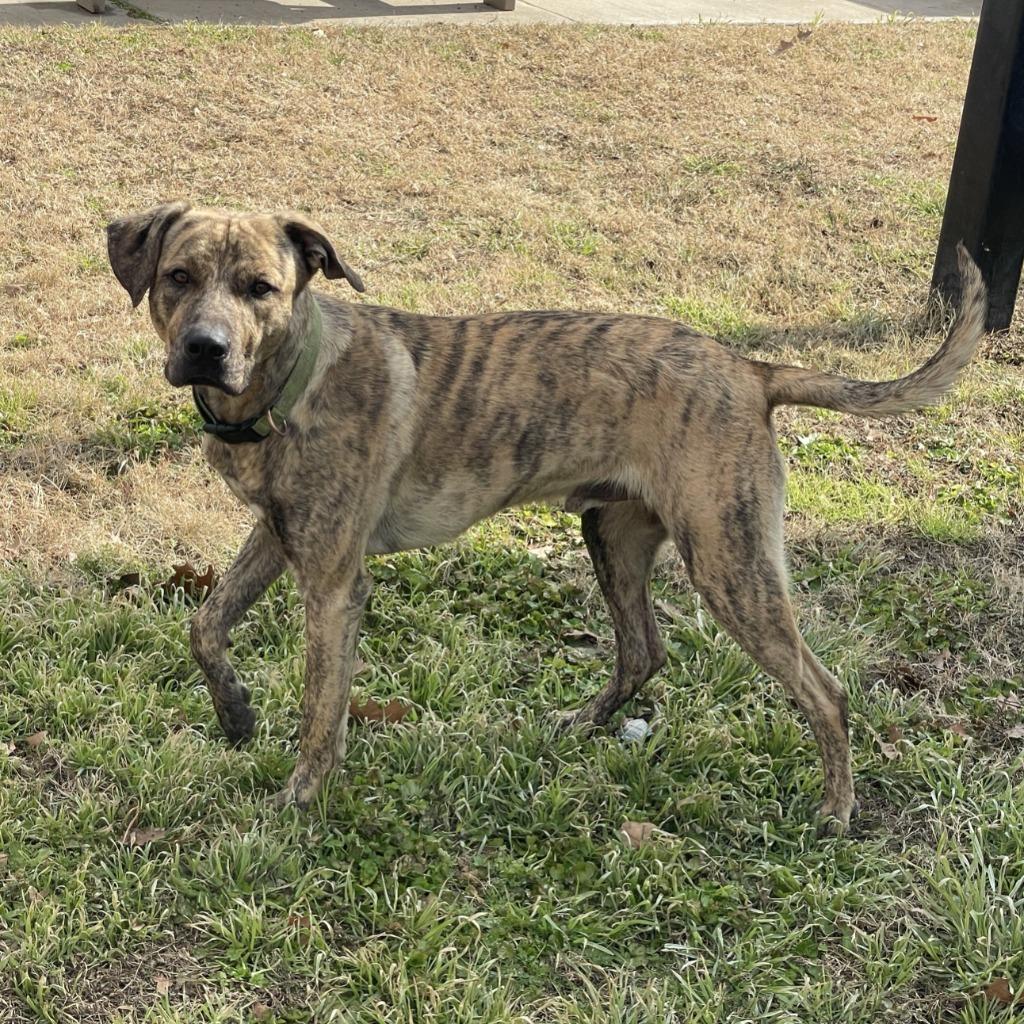 Enlarge Travis, a Adoptable mixed breed in Brenham, TX image 3/6