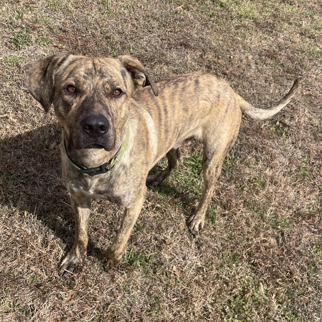 Enlarge Travis, a Adoptable mixed breed in Brenham, TX image 4/6