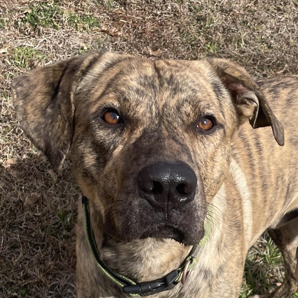 Enlarge Travis, a Adoptable mixed breed in Brenham, TX image 1/6