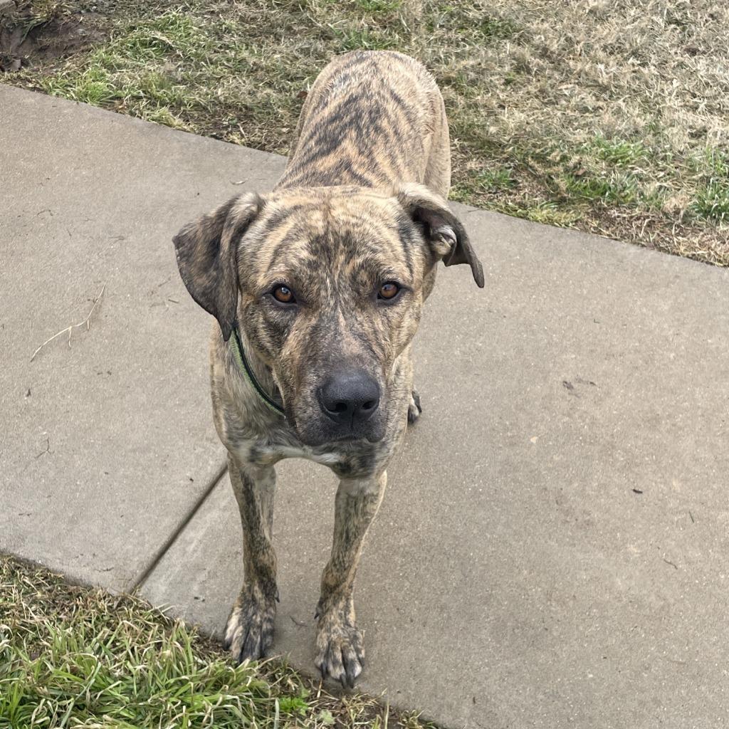 Enlarge Travis, a Adoptable mixed breed in Brenham, TX image 5/6