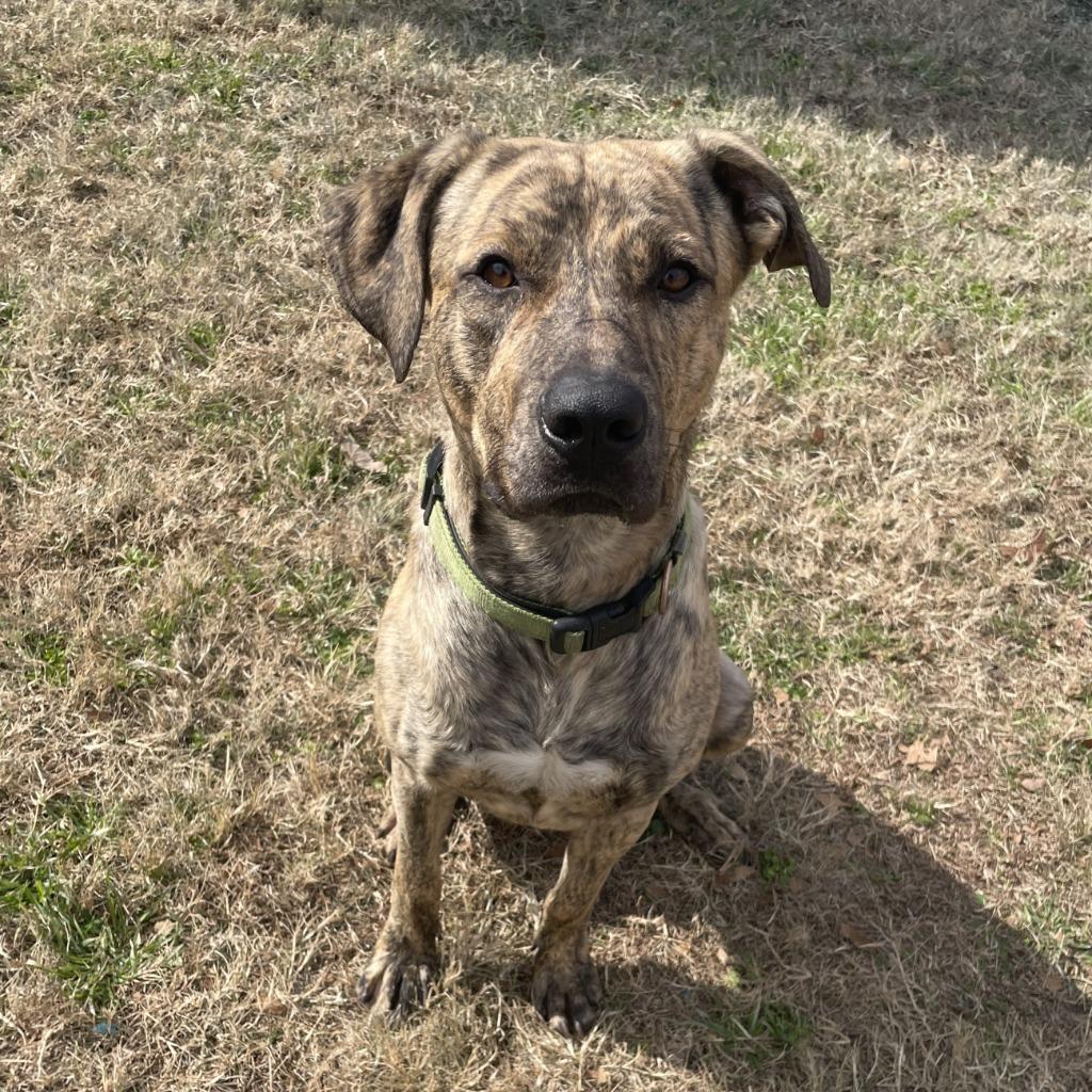 Enlarge Travis, a Adoptable mixed breed in Brenham, TX image 6/6