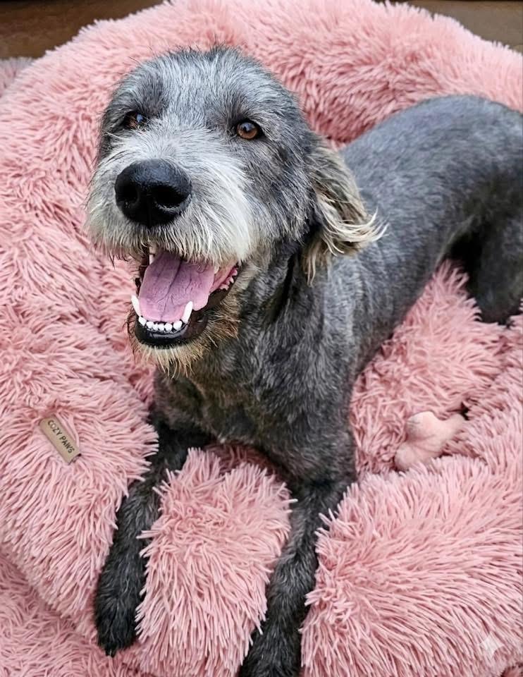 Tizzy, Adoptable, Adult Female Labradoodle.