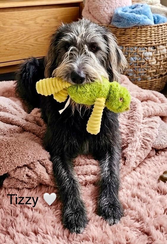 Enlarge Tizzy, a Adoptable mixed breed in Rockwall, TX image 3/6