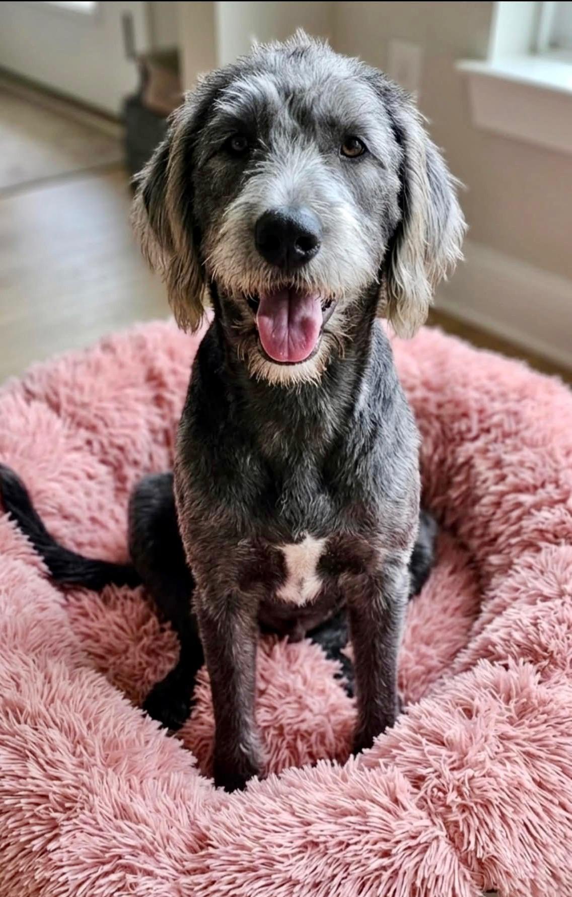 Enlarge Tizzy, a Adoptable mixed breed in Rockwall, TX image 2/6