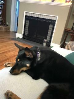 Enlarge Zoey, an adopted mixed breed in Manhasset, NY image 4/5