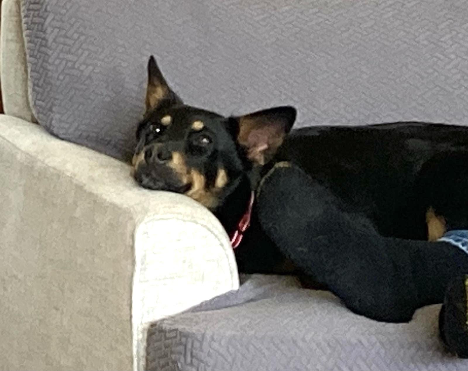 Enlarge Zoey, an adopted mixed breed in Manhasset, NY image 5/5