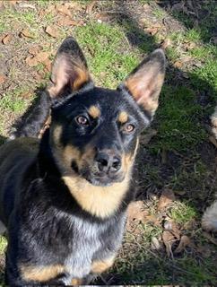 Zoey, adopted, Young Female Australian Kelpie.