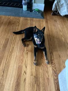 Enlarge Zoey, an adopted mixed breed in Manhasset, NY image 3/5