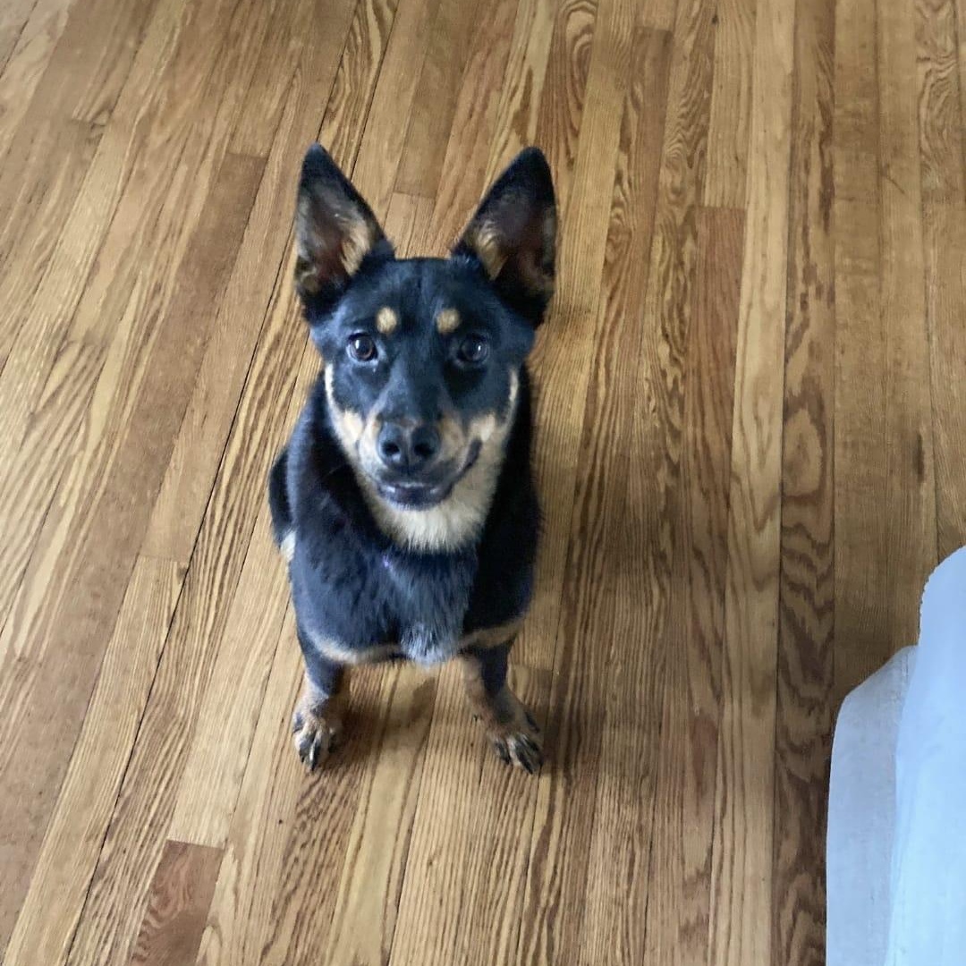 Enlarge Zoey, an adopted mixed breed in Manhasset, NY image 2/5