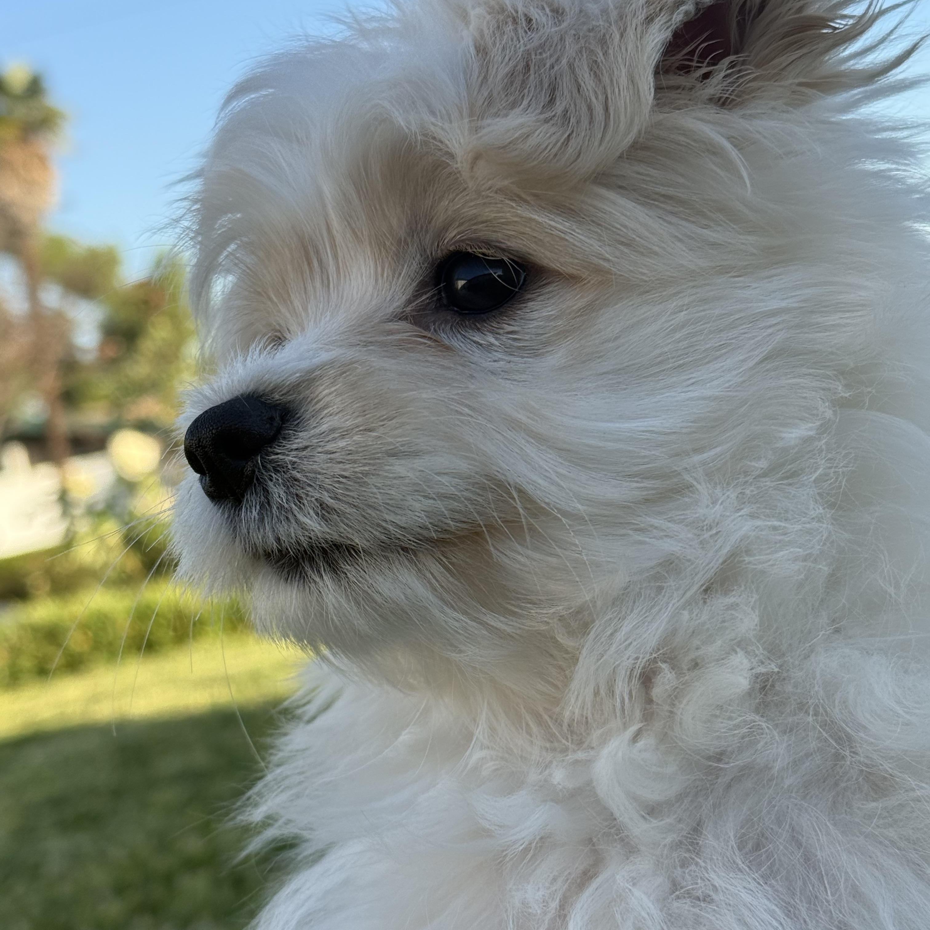 Enlarge Simba, a ADOPTABLE mixed breed in Temecula, CA image 3/6