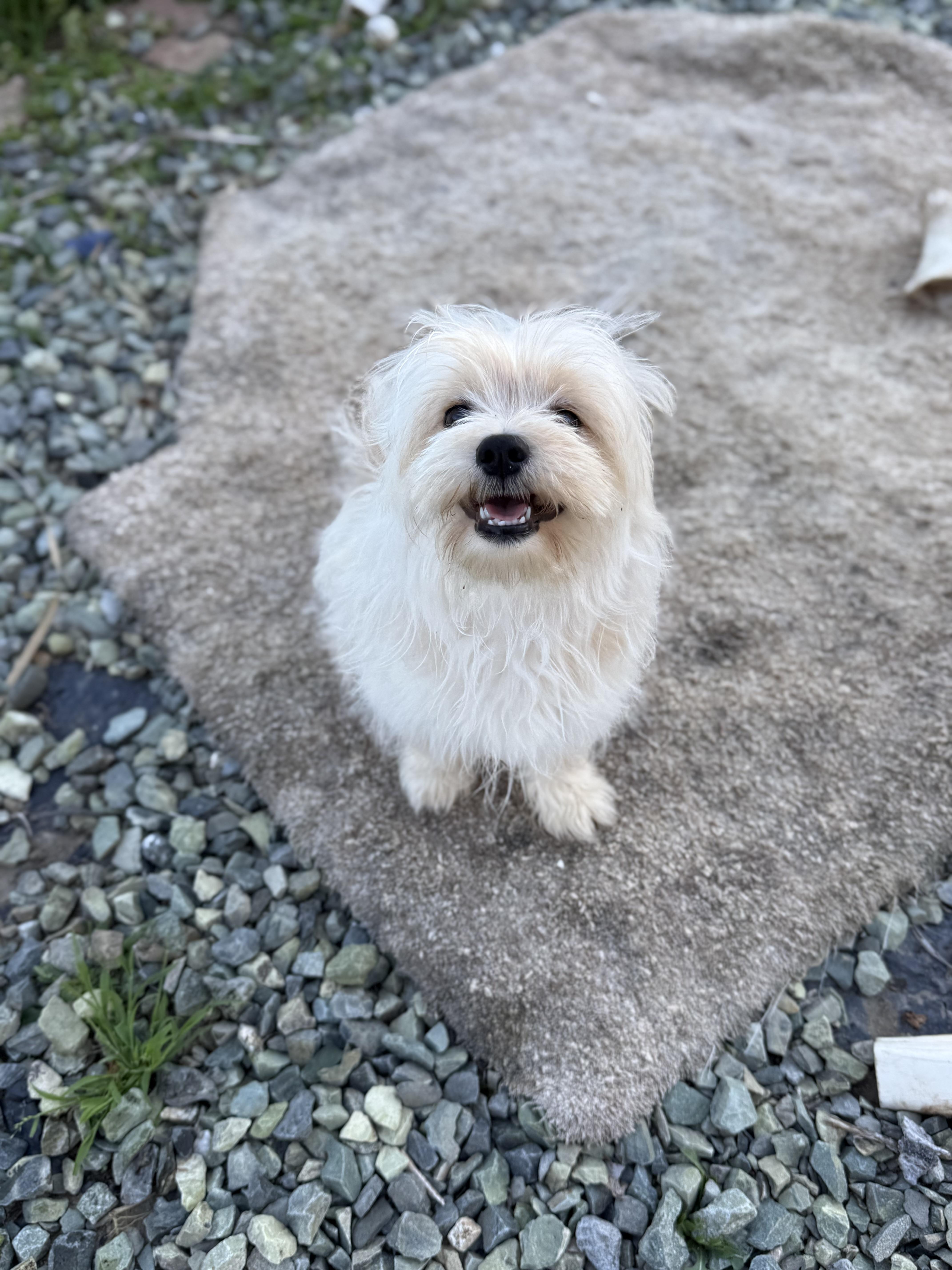 Enlarge Simba, an adoptable mixed breed in Temecula, CA image 4/4