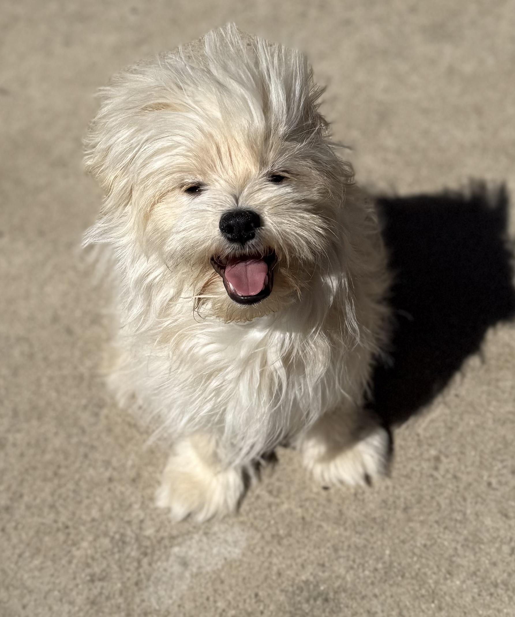 Enlarge Simba, an adoptable mixed breed in Temecula, CA image 2/4