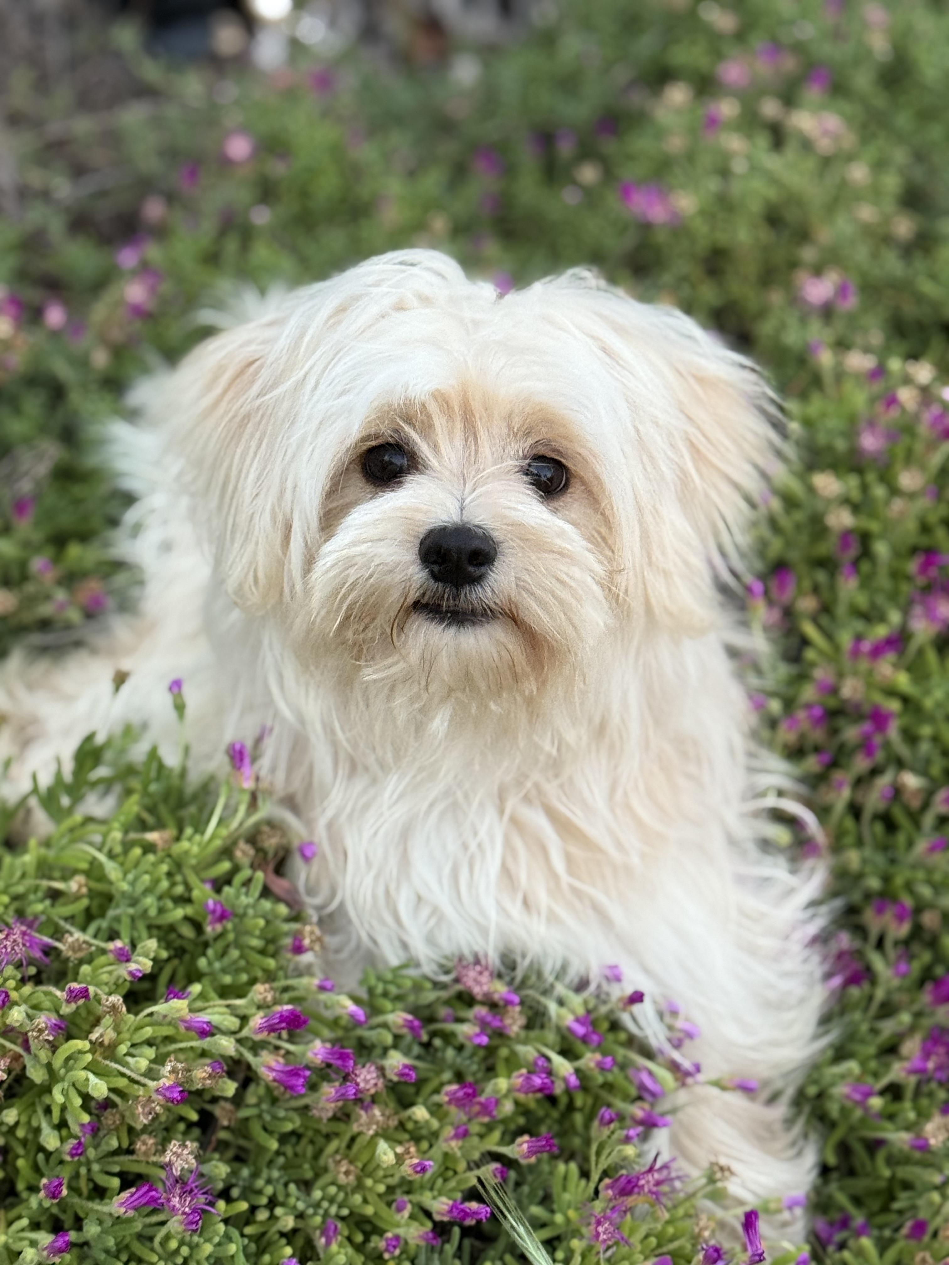 Simba, adoptable, Puppy Male Maltipoo & Pomeranian.