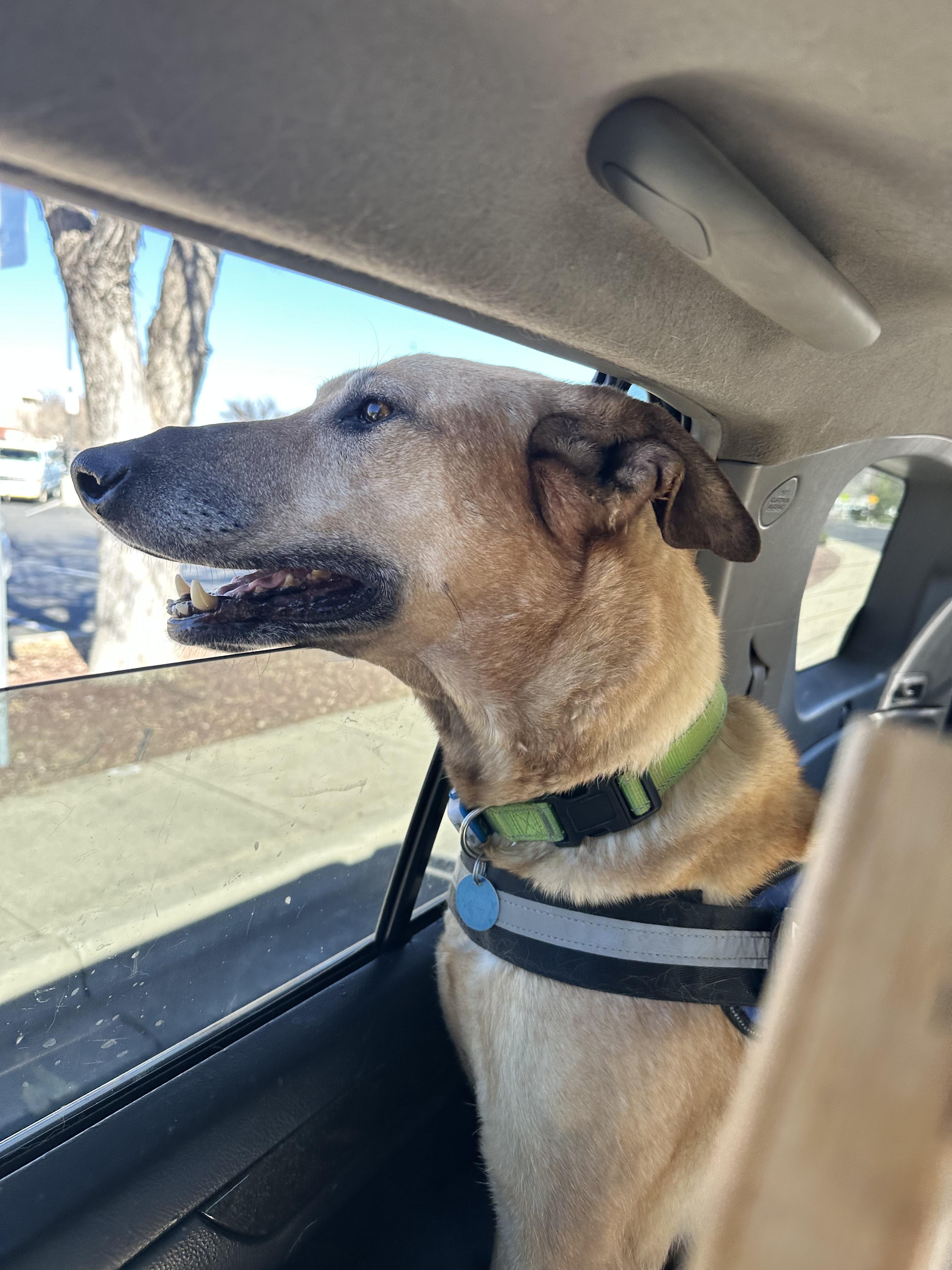 Enlarge 🐾 Zoey – Joyful, Active, and Ready for Adventure, a ADOPTABLE mixed breed in Prescott, AZ image 3/6