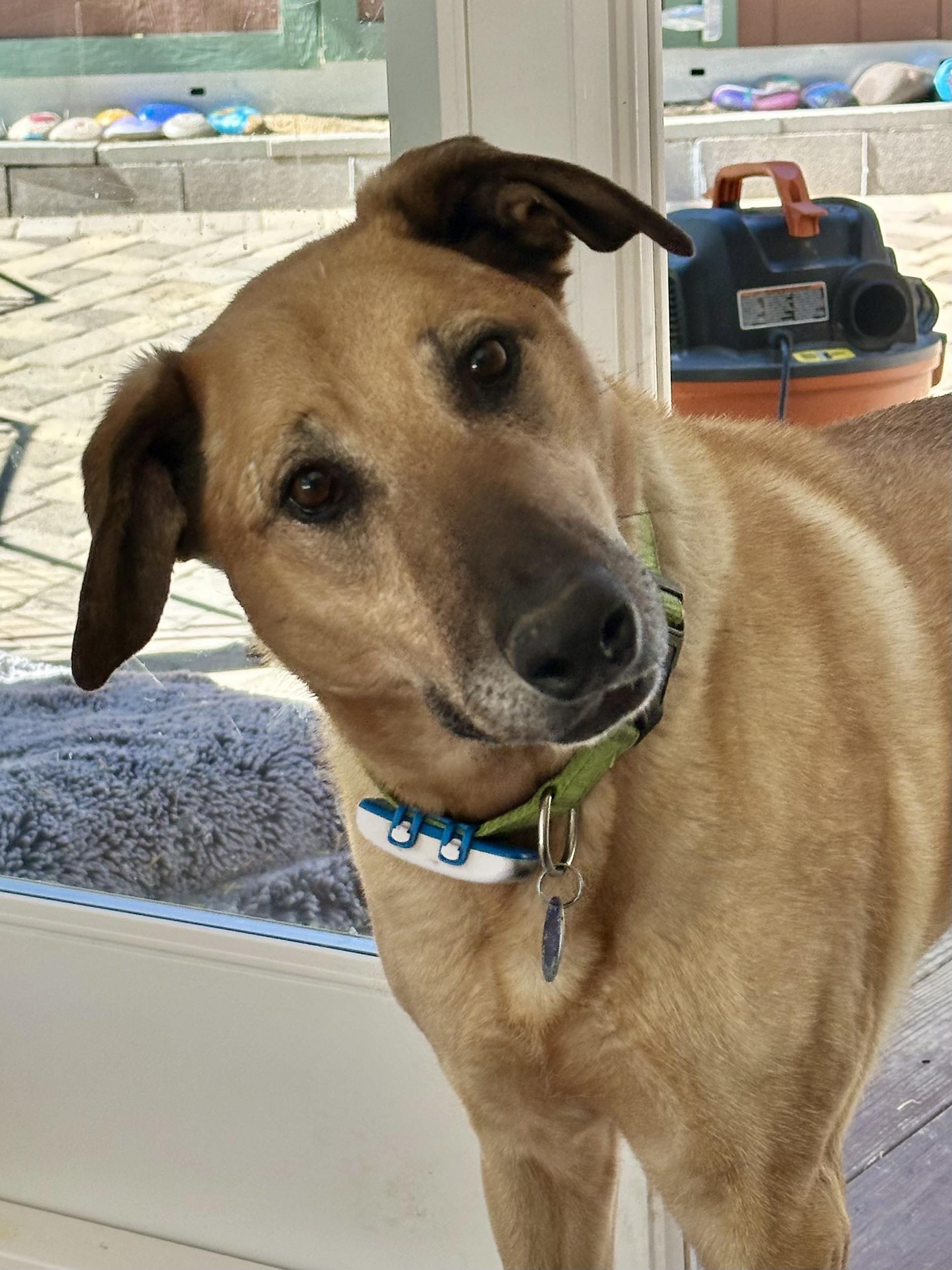 🐾 Zoey – Joyful, Active, and Ready for Adventure, ADOPTABLE, Adult Female Black Mouth Cur & Hound.