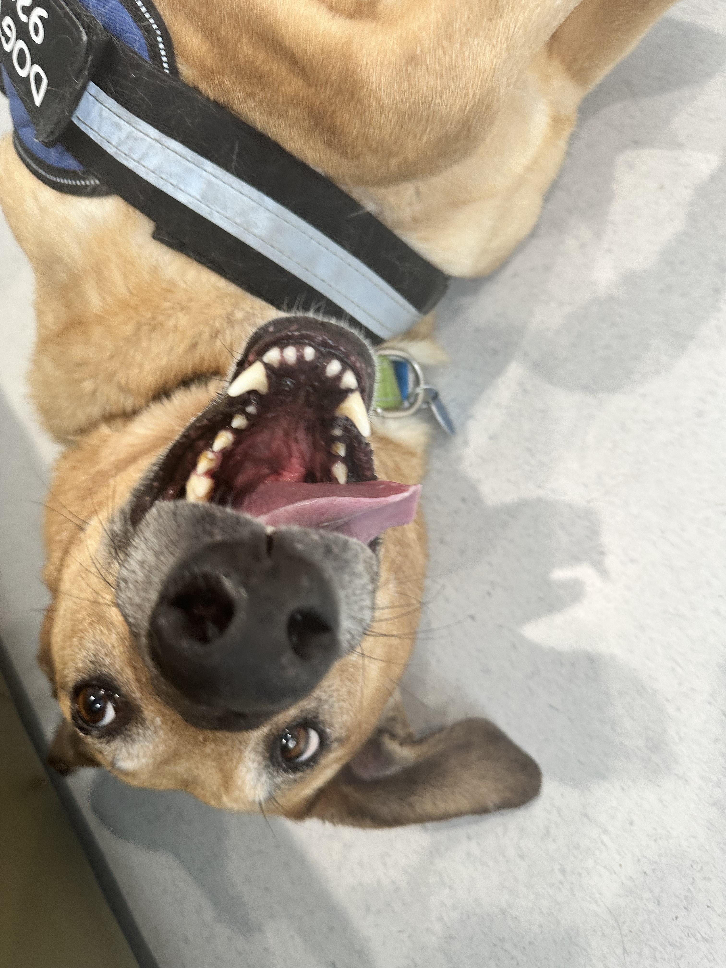 Enlarge 🐾 Zoey – Joyful, Active, and Ready for Adventure, a ADOPTABLE mixed breed in Prescott, AZ image 4/6