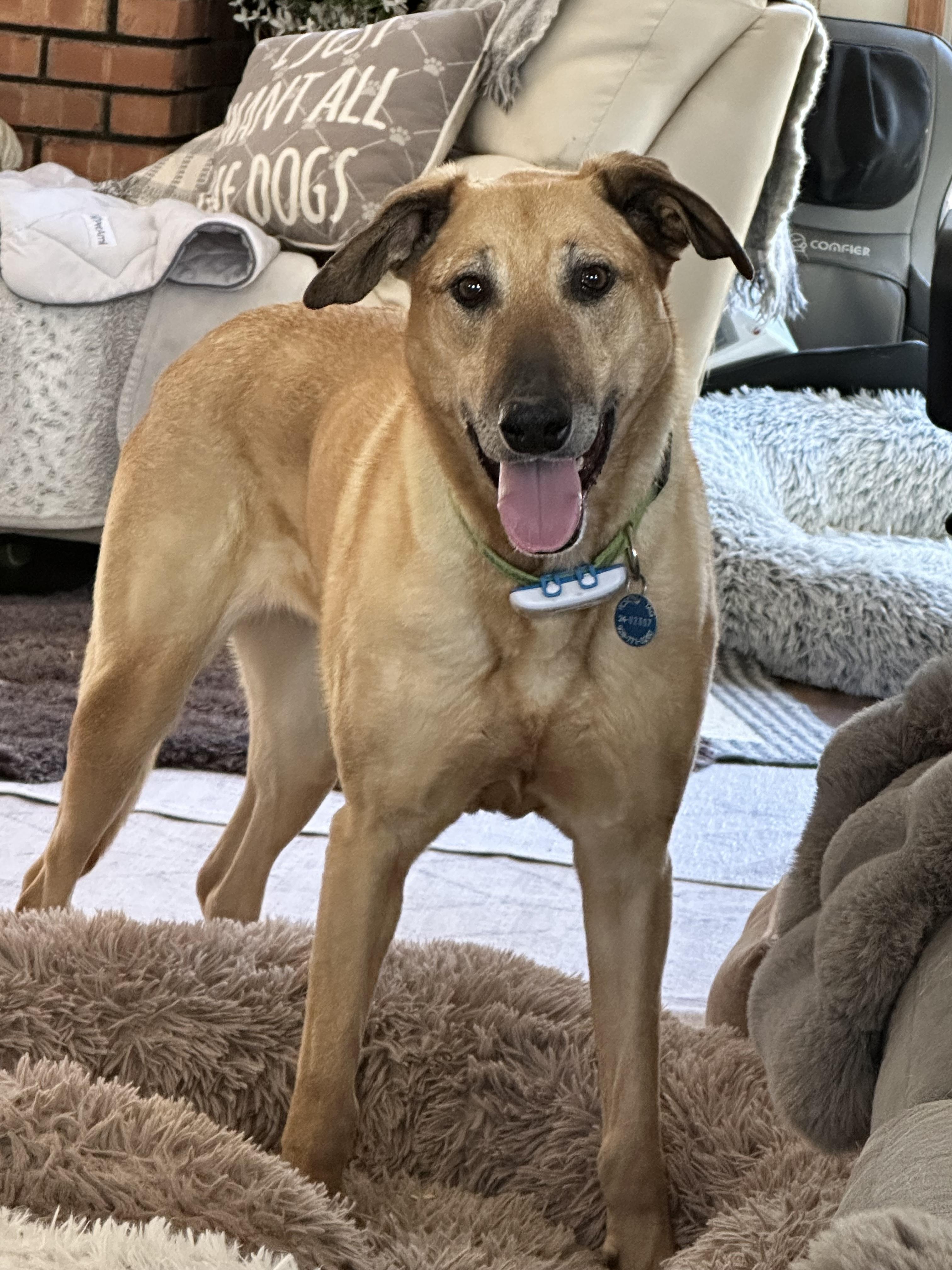 Enlarge 🐾 Zoey – Joyful, Active, and Ready for Adventure, a ADOPTABLE mixed breed in Prescott, AZ image 2/6
