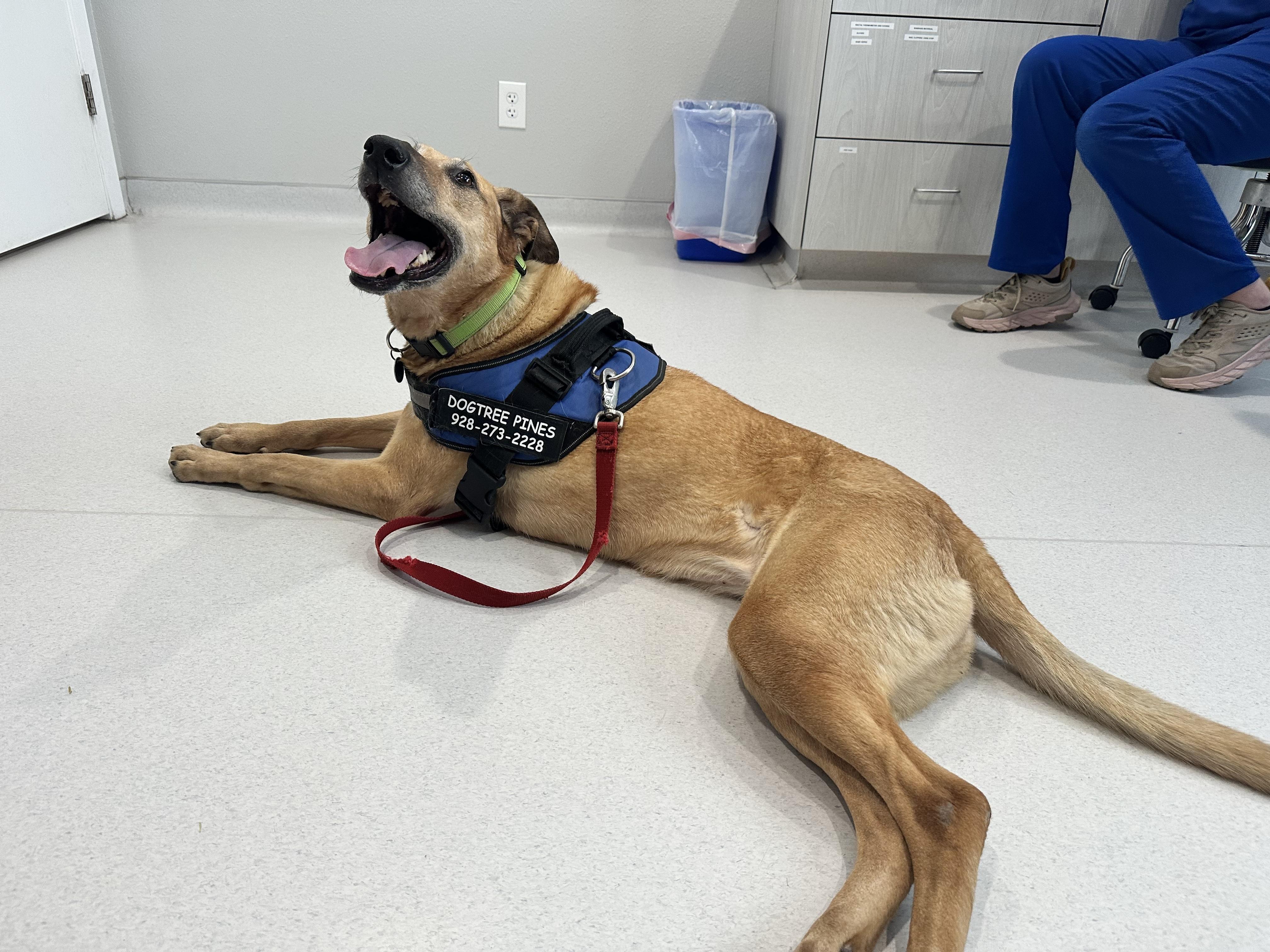 Enlarge 🐾 Zoey – Joyful, Active, and Ready for Adventure, a ADOPTABLE mixed breed in Prescott, AZ image 6/6