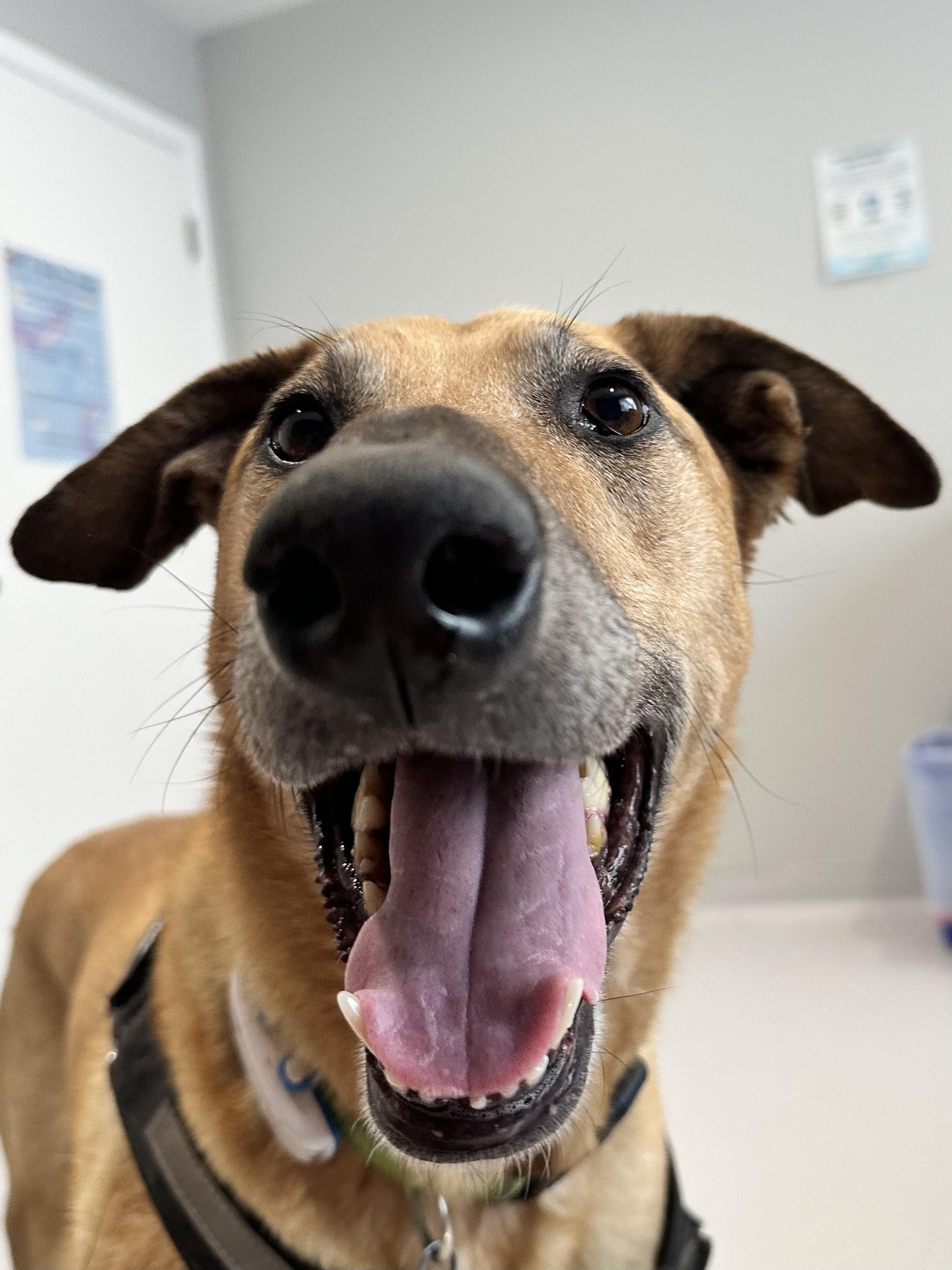 Enlarge 🐾 Zoey – Joyful, Active, and Ready for Adventure, a ADOPTABLE mixed breed in Prescott, AZ image 5/6