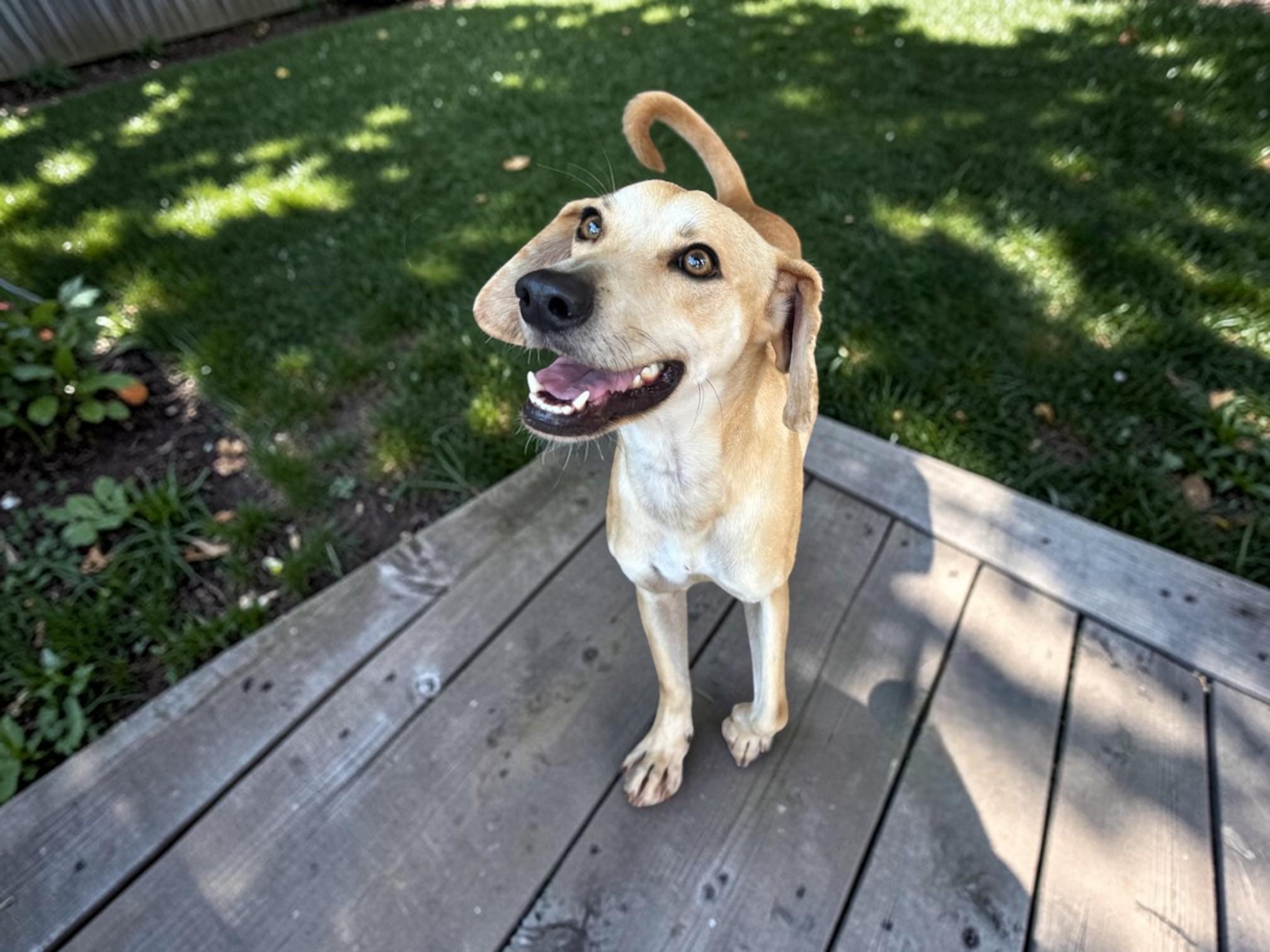 Skinny, an adopted mixed breed in Seattle, WA image 2/6