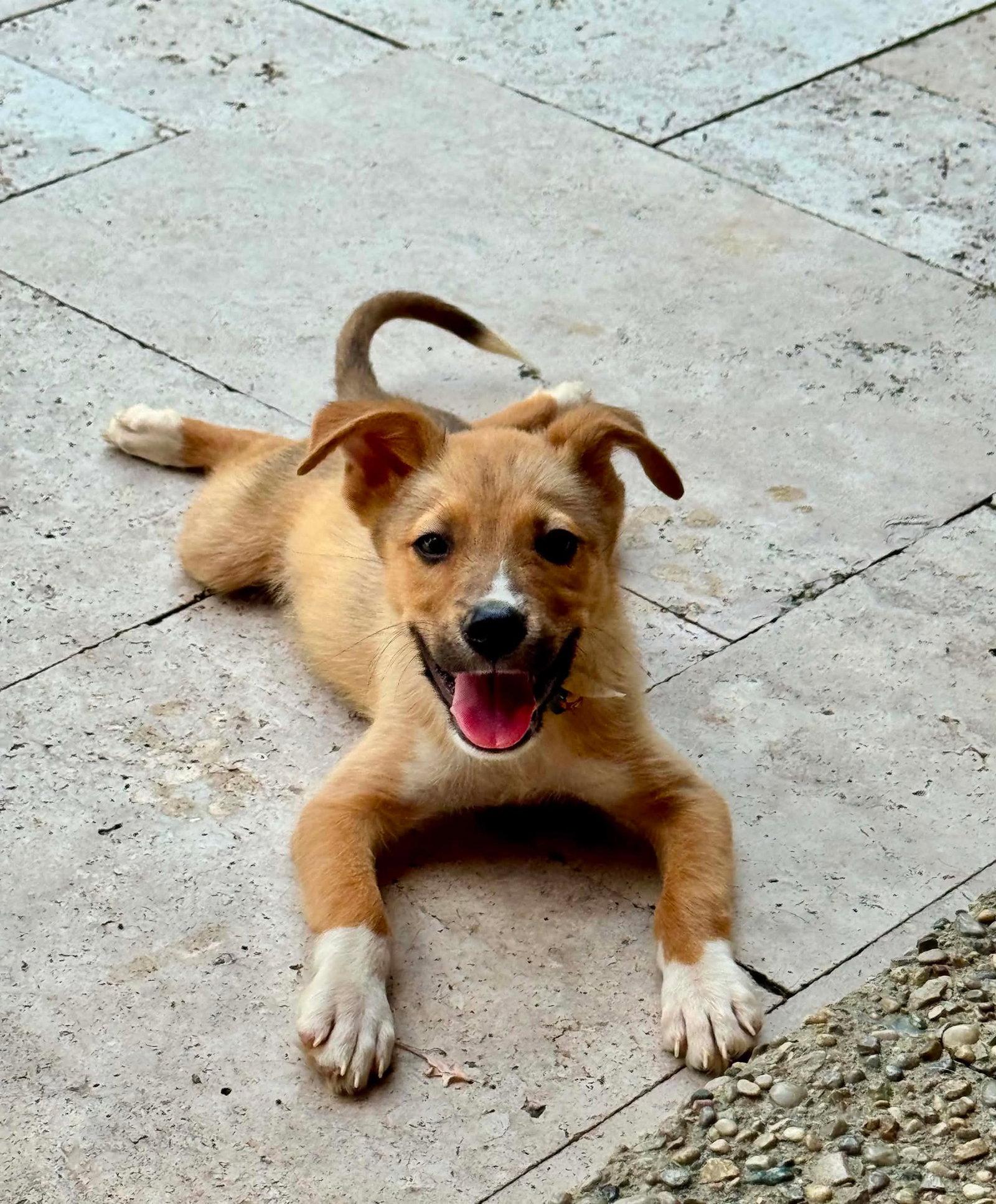Enlarge Codagh, a Adoptable Terrier in Germantown, OH image 1/3