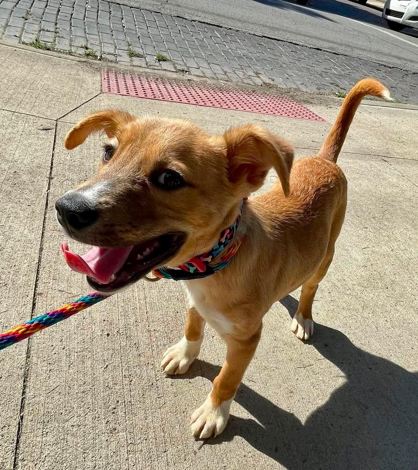 Enlarge Codagh, a Adoptable Terrier in Germantown, OH image 2/3