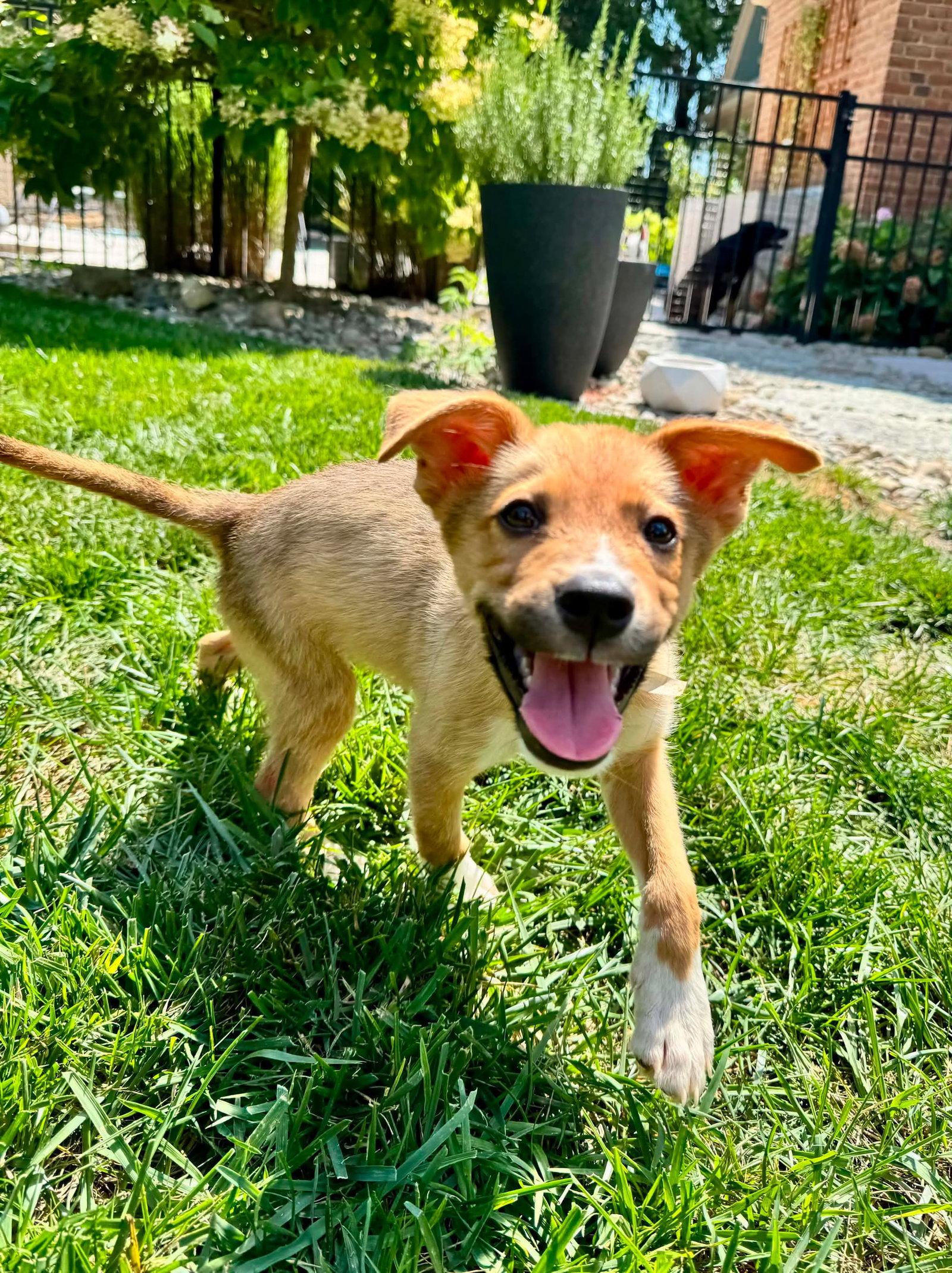 Enlarge Codagh, a Adoptable Terrier in Germantown, OH image 3/3