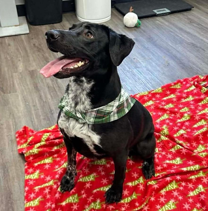 Firecracker, a Adoptable Mixed Breed in Circleville, OH image 1/3