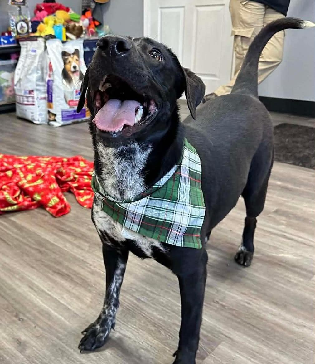 Firecracker, a Adoptable Mixed Breed in Circleville, OH image 2/3