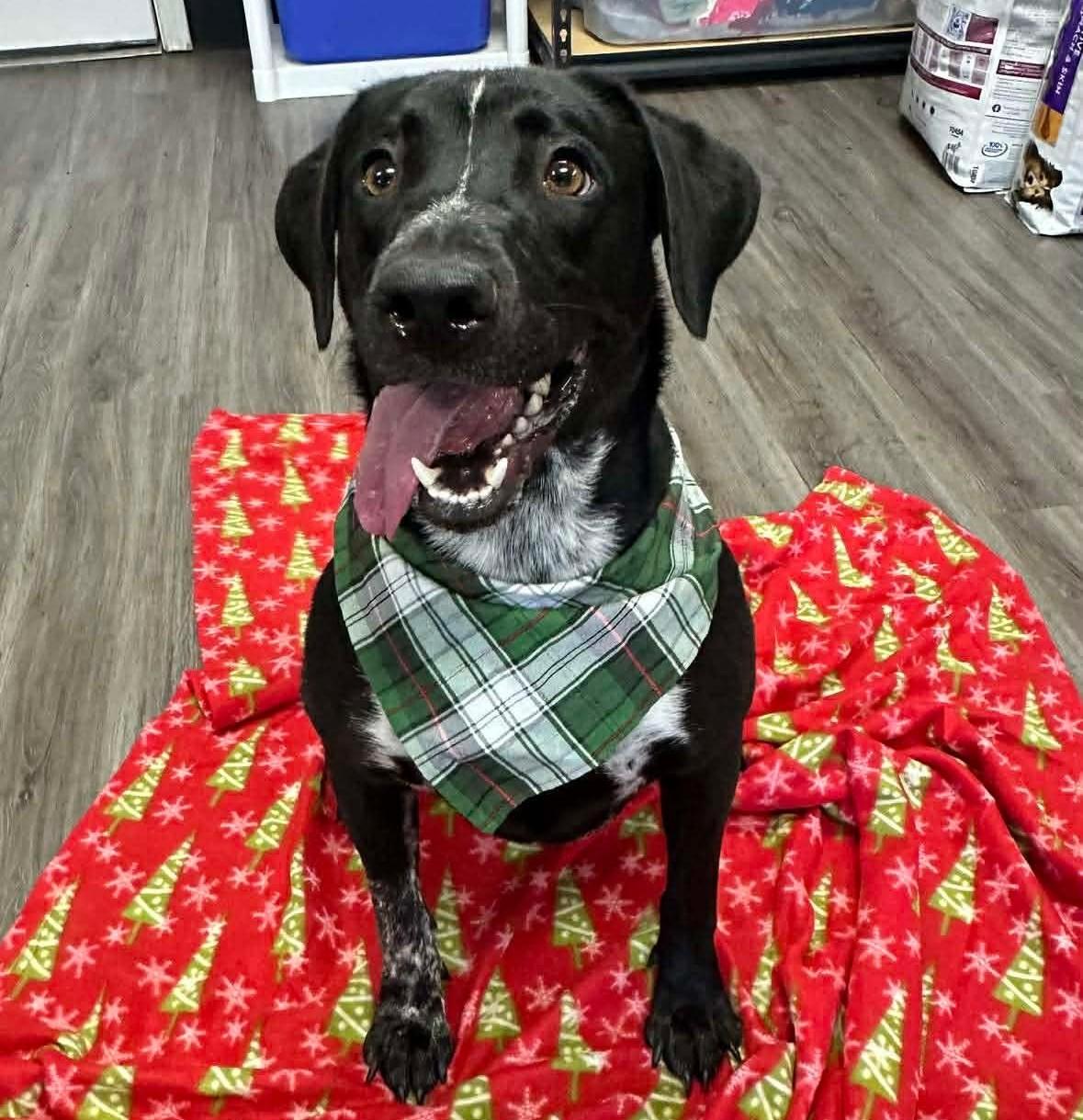 Firecracker, a Adoptable Mixed Breed in Circleville, OH image 3/3