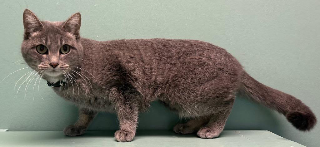 Enlarge Thelma, an adoptable Domestic Short Hair in Amery, WI image 3/3