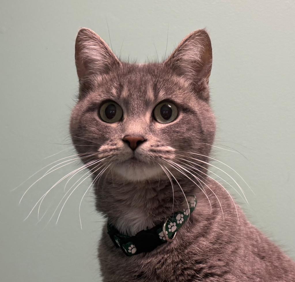 Enlarge Thelma, an adoptable Domestic Short Hair in Amery, WI image 1/3