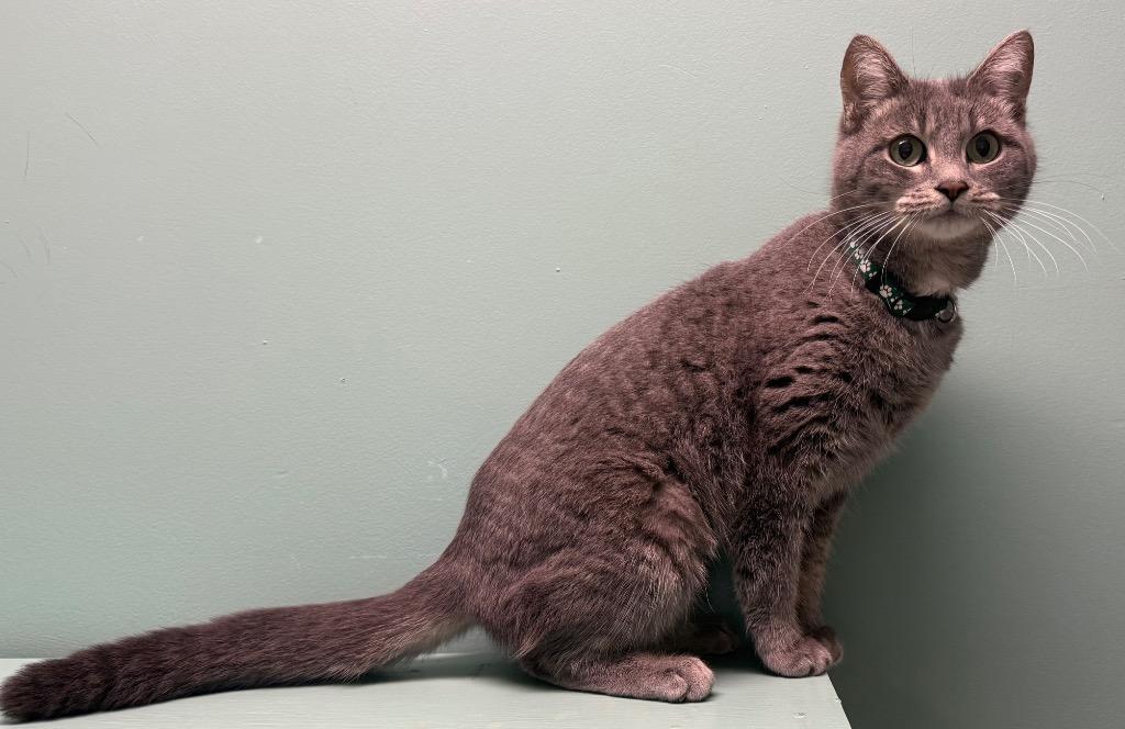 Enlarge Thelma, an adoptable Domestic Short Hair in Amery, WI image 2/3