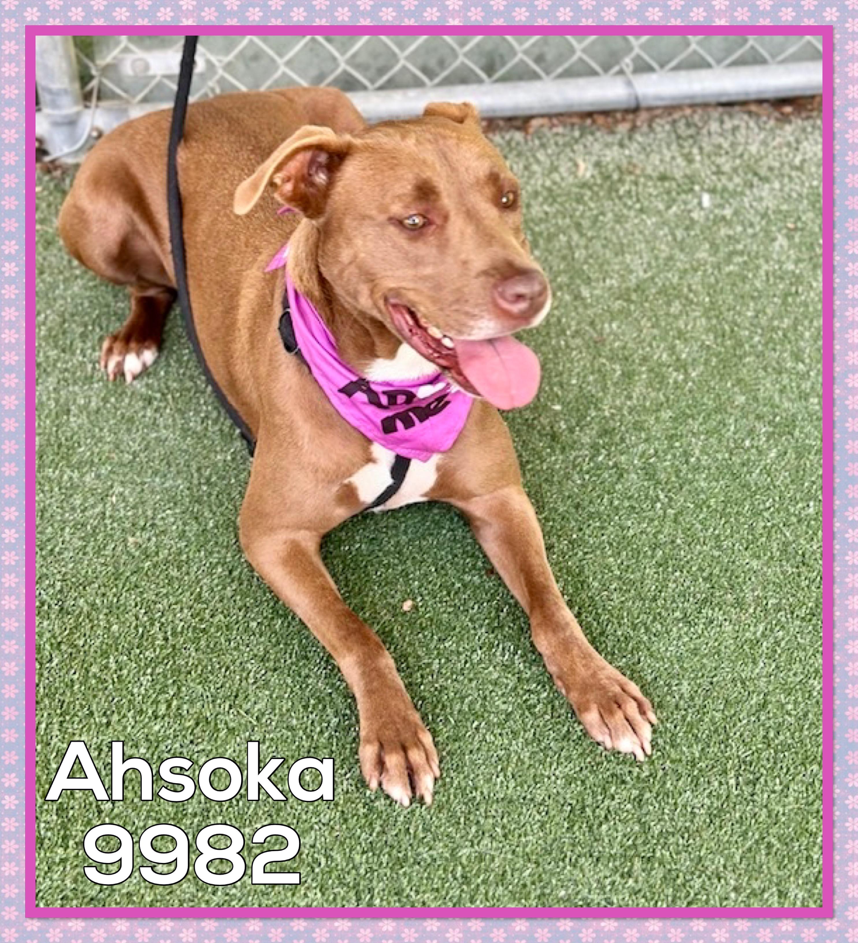 Enlarge AHSOKA, an adoptable mixed breed in Marietta, GA image 4/5