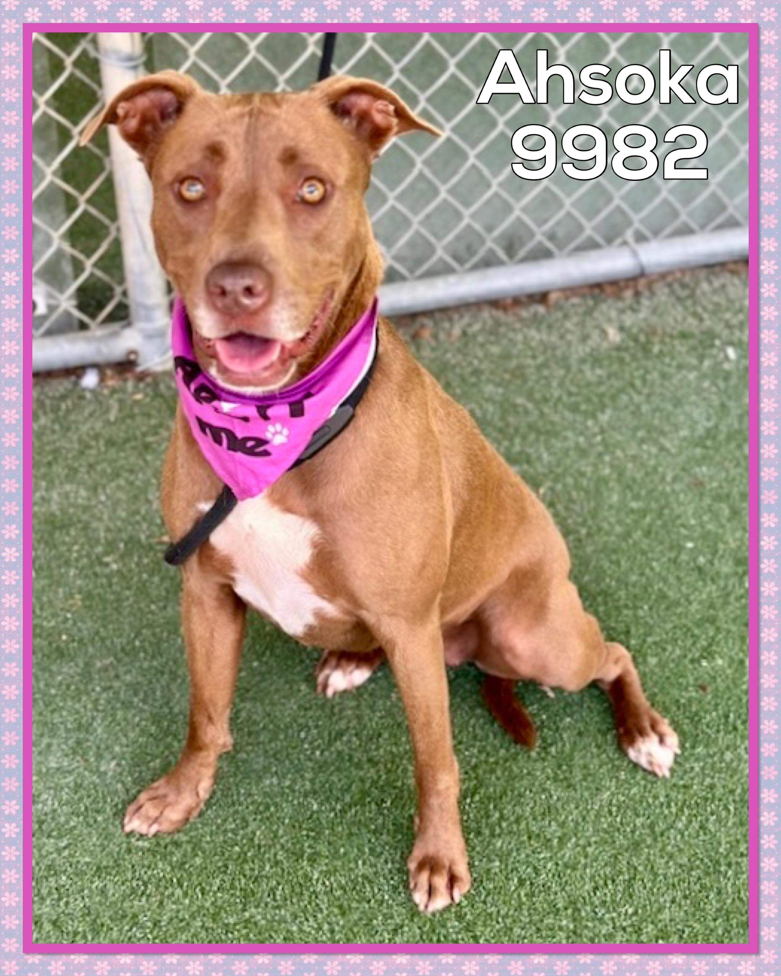 Enlarge AHSOKA, an adoptable mixed breed in Marietta, GA image 2/5