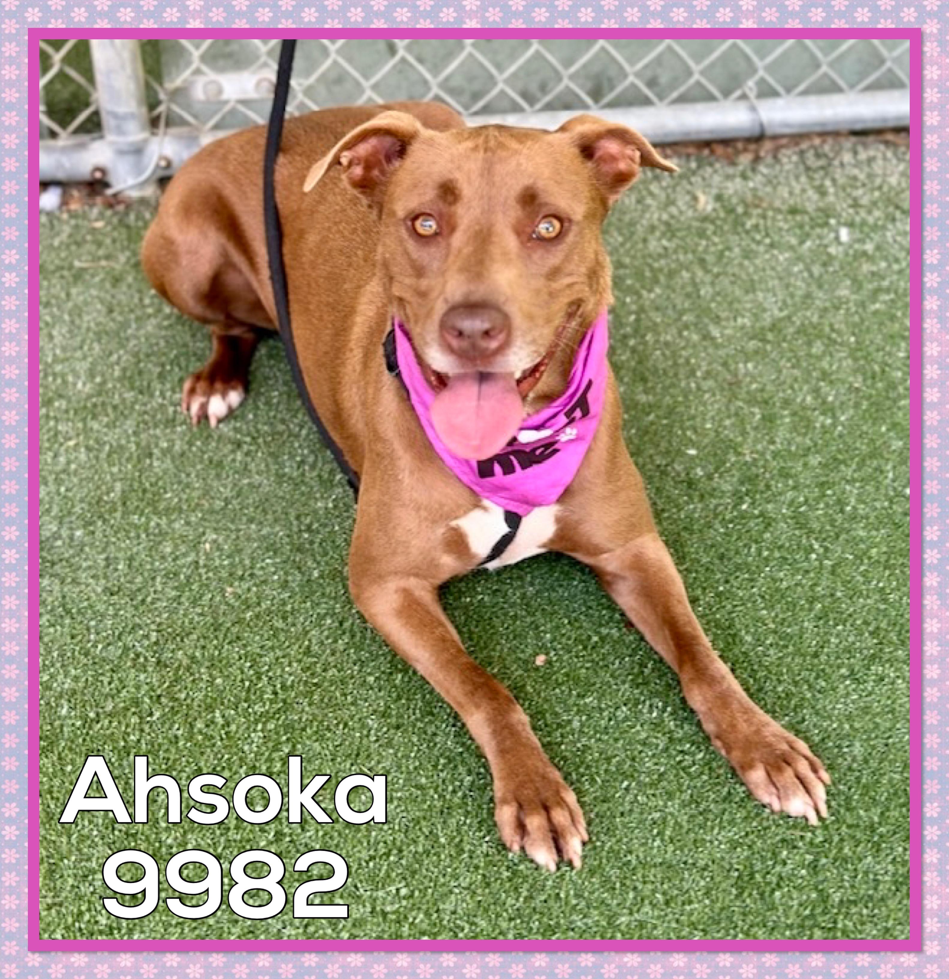 Enlarge AHSOKA, an adoptable mixed breed in Marietta, GA image 1/5