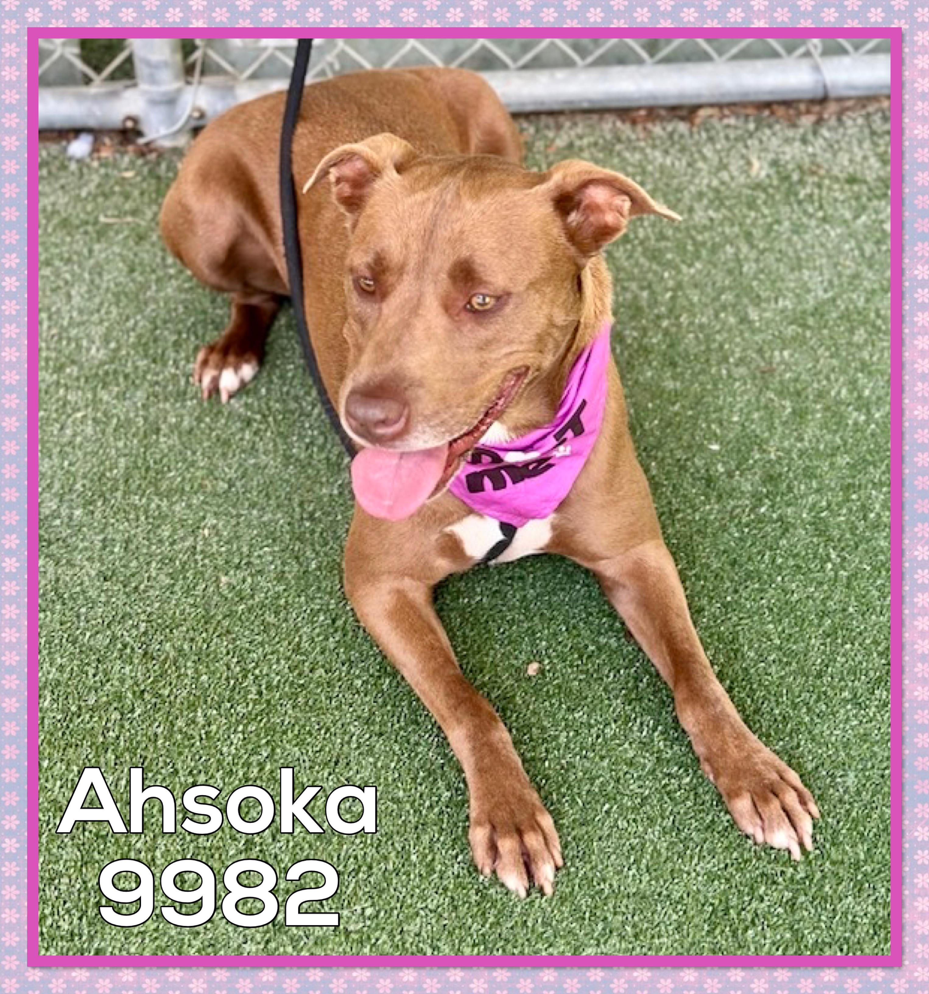 Enlarge AHSOKA, an adoptable mixed breed in Marietta, GA image 5/5