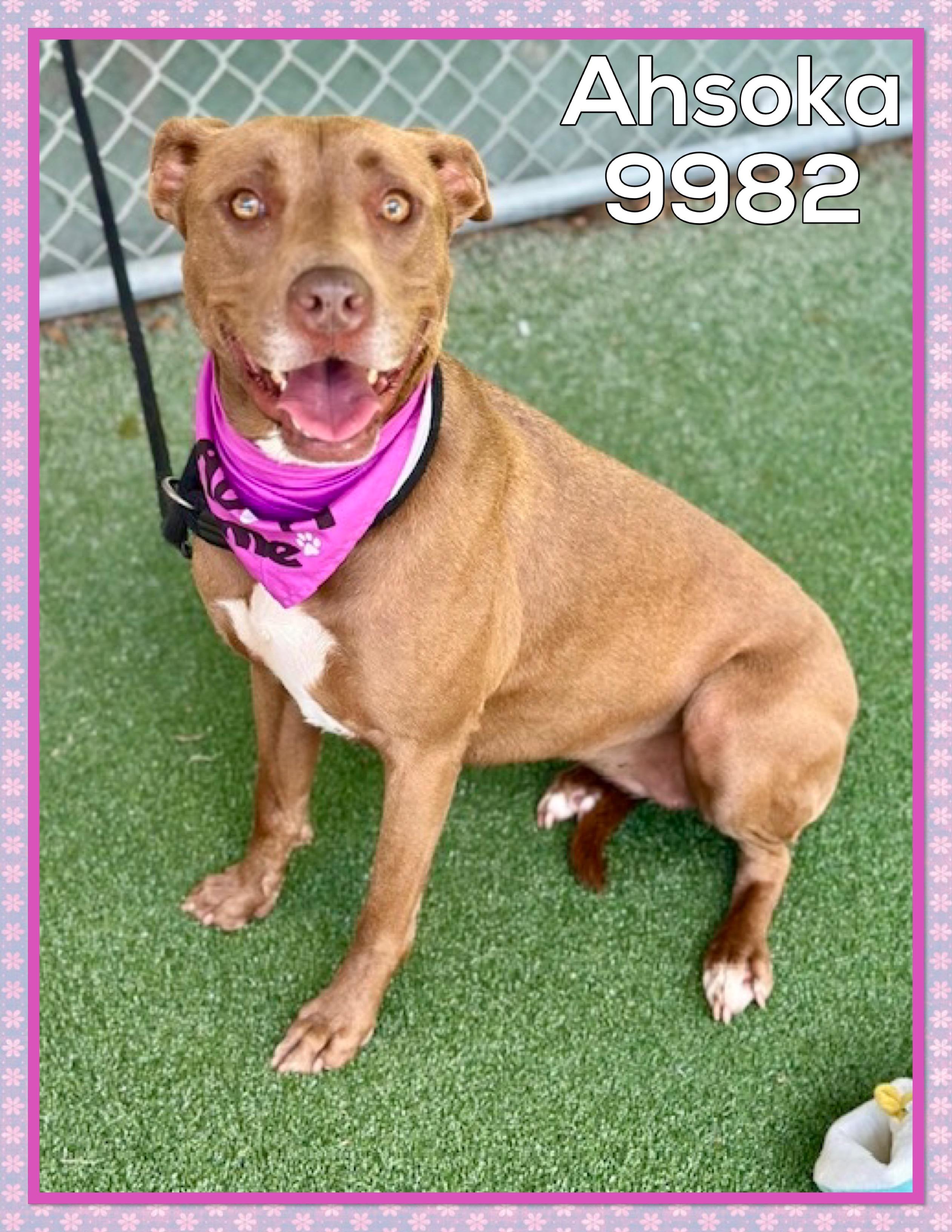 Enlarge AHSOKA, an adoptable mixed breed in Marietta, GA image 3/5