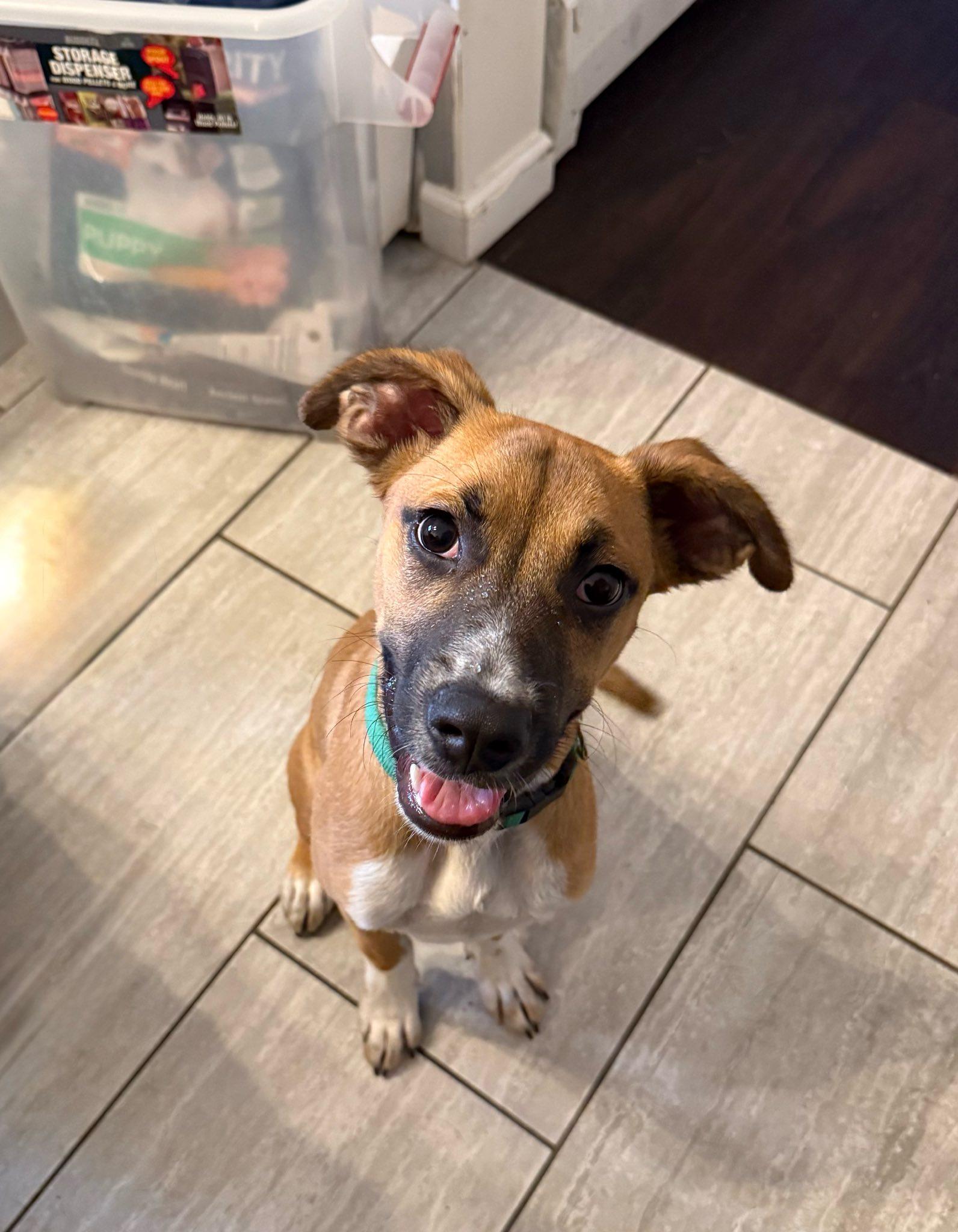 Enlarge Oliver, a Adopted mixed breed in Glenmoore, PA image 1/3