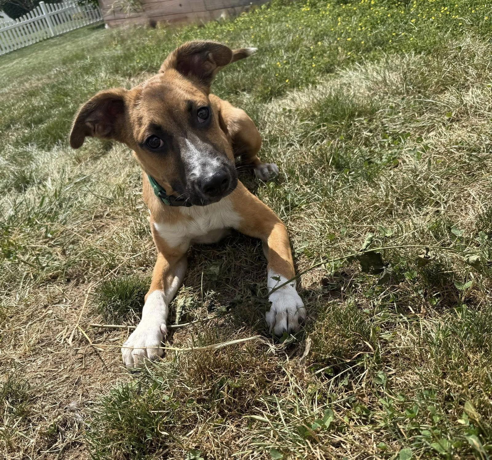 Enlarge Oliver, a Adopted mixed breed in Glenmoore, PA image 2/3