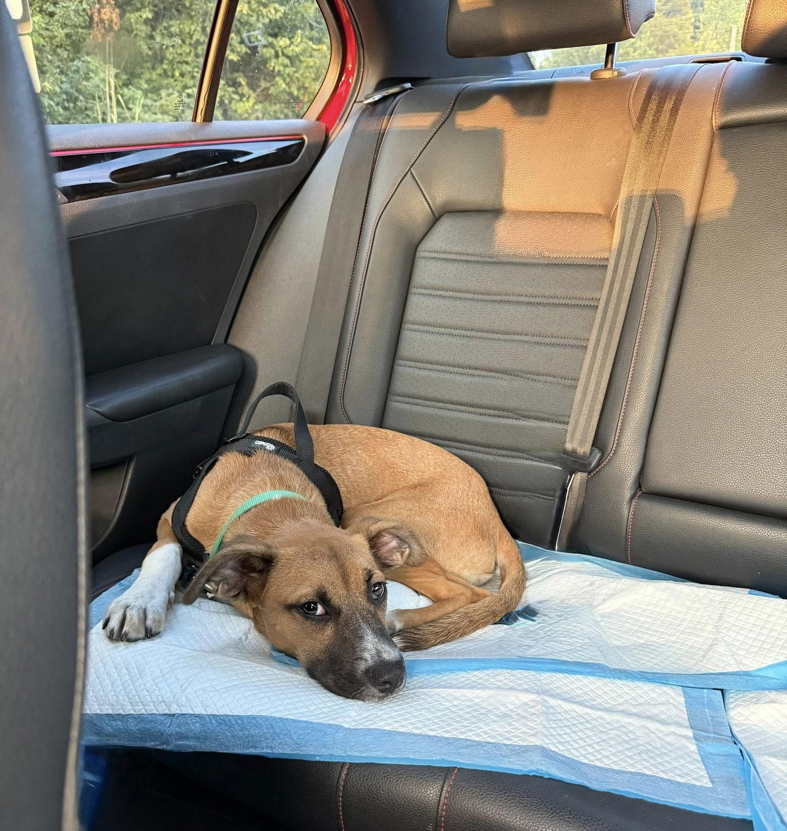 Enlarge Oliver, a Adopted mixed breed in Glenmoore, PA image 3/3