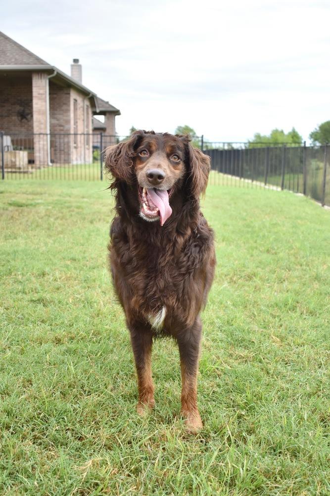 Philip, a Adoptable mixed breed in Frisco, TX image 1/6