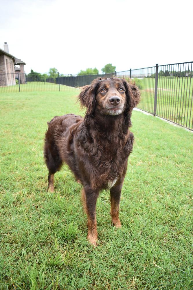 Philip, a Adoptable mixed breed in Frisco, TX image 3/6