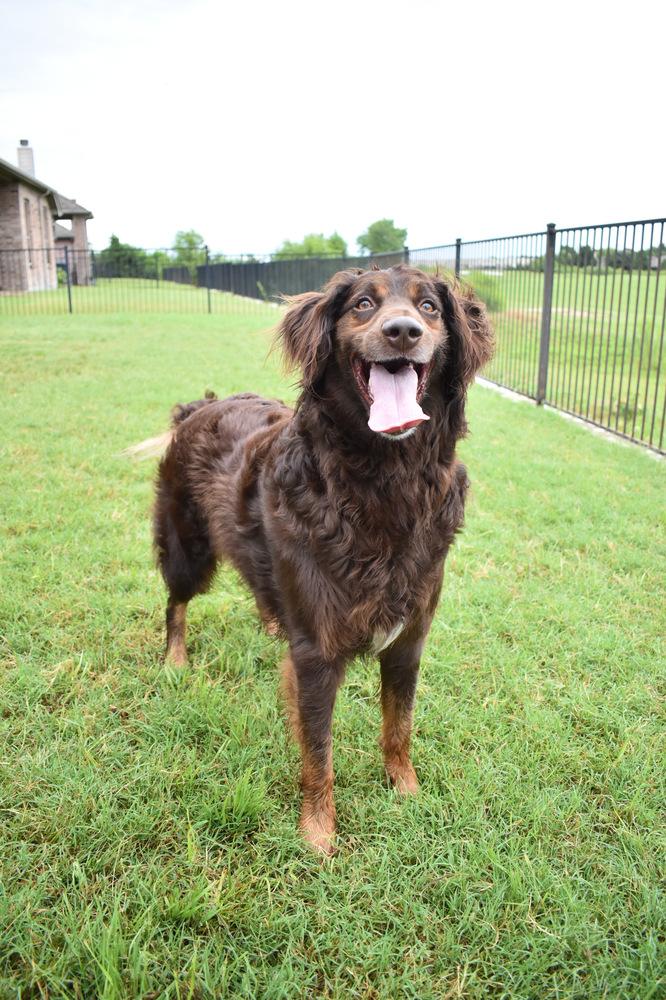 Philip, a Adoptable mixed breed in Frisco, TX image 4/6